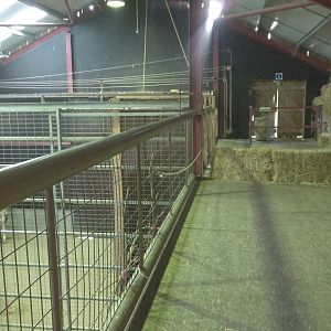 Inside the Giraffe House (hybrids), 30th December 2014