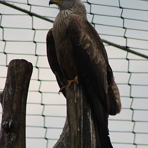 Black kite