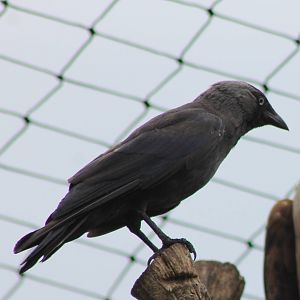 Jackdaw
