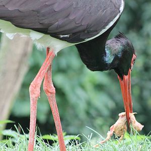 Eating Black stork