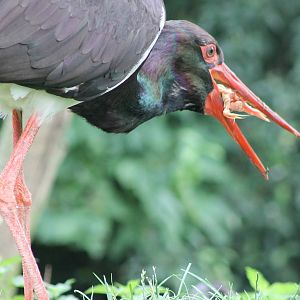 Eating Black stork