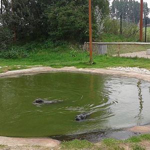 Enclosure Harbour seals