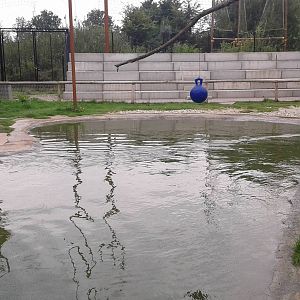 Enclosure Harbour seals