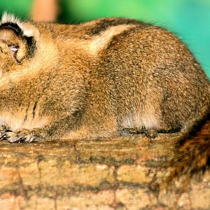 Swinhoe's striped squirrel; London Zoo; 24th January 2015