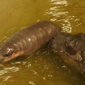 Pygmy hippo, mother and calf 24/1/15