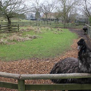 Emu enclosure 1-1-15