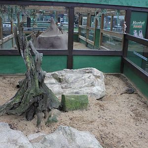 Outside part of meerkat enclosure 1-1-15
