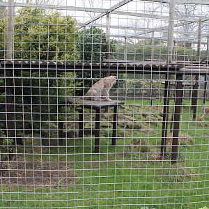 European Lynx enclosure 1-1-15
