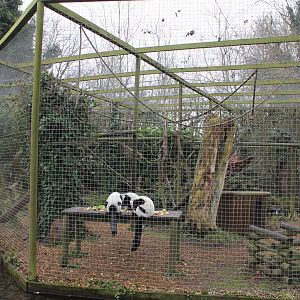 Ruffed Lemur enclosure 1-1-15