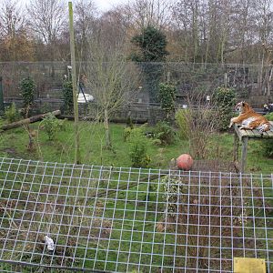 Tiger enclosure 1-1-15