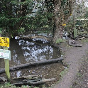 Asian short-clawed Otter enclosure 1-1-15