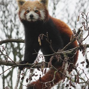 Red Panda 1-1-15