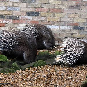 Crested Porcupine 1-1-15