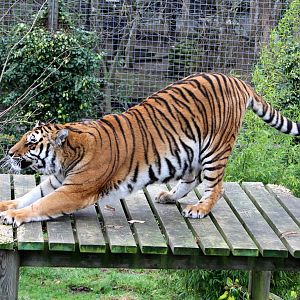 Bengal Tiger. 1-1-15