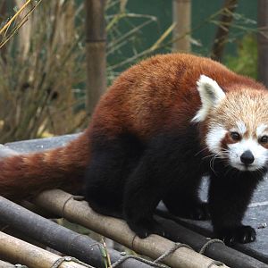 Red Panda 1-1-15