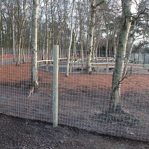 Extended Wallaby enclosure 24-1-15