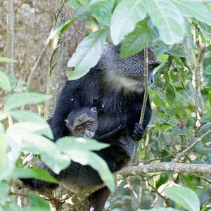 Blue Monkey and offspring