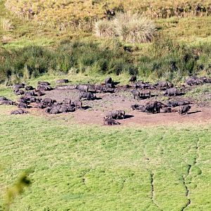 Buffalo in Ngurdoto Crater