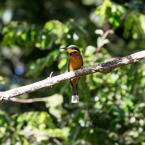 Cinnamon-chested Bee-eater