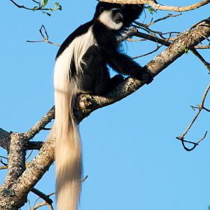 Guereza Colobus (Highlands form)