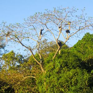 Guereza Colobus (Highlands form)