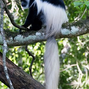 Guereza Colobus (Highlands form)