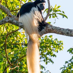 Guereza Colobus (Highlands form)