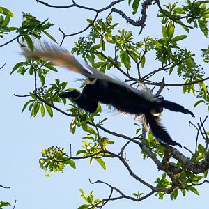 Guereza Colobus (Highlands form)
