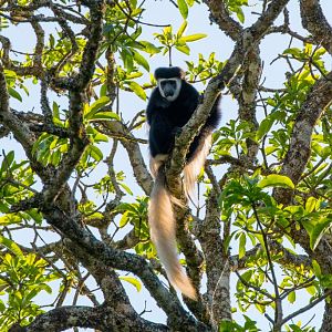 Guereza Colobus (Highlands form)