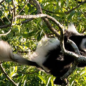 Guereza Colobus (Highlands form)