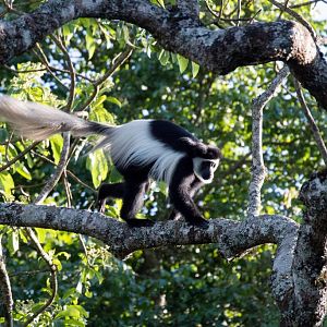 Guereza Colobus (Highlands form)