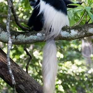 Guereza Colobus (Highlands form)