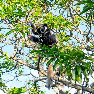 Guereza Colobus (Highlands form)