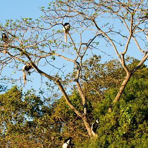 Guereza Colobus (Highlands form)