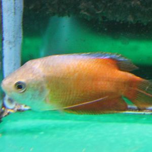 Honey gourami