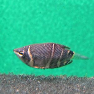 Chocolate gourami