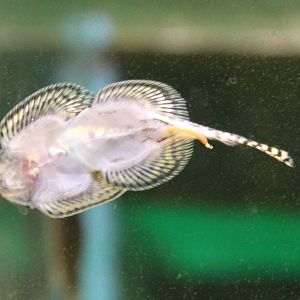 Hillstream loach species