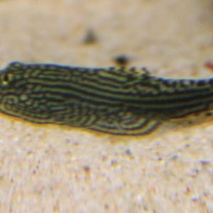 Hillstream loach species