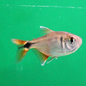 Hyphessobrycon anisitsi