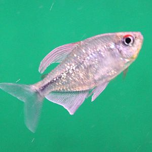 Diamond tetra