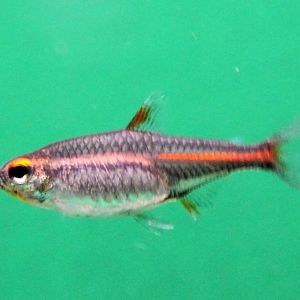 Glowlight tetra