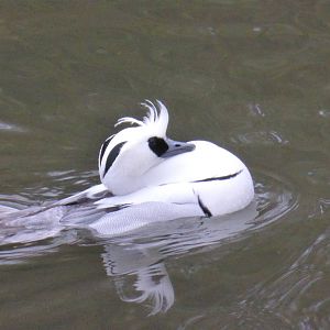 Smew displaying