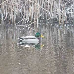 Mallard drake-Wild in Poland