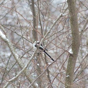 Long-tailed Tit-Wild in Poland