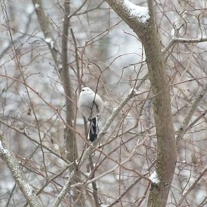 Long-tailed Tit-Wild in Poland