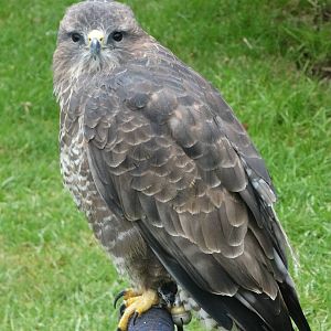 Anyone know what kind of bird this is?!