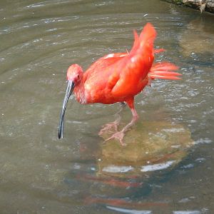 Scarlet Ibis 2009