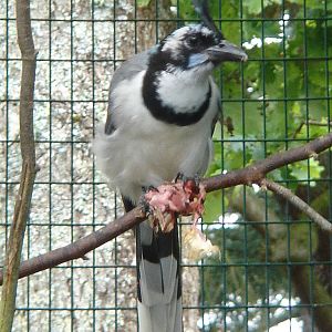 White-Throated Magpie-Jay 2009