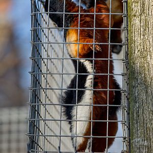 Prevosts squirrel : Hamerton : 31 Dec 2014