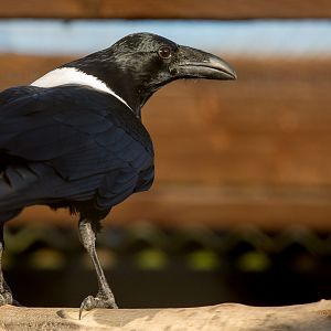 Pied crow : Hamerton : 31 Dec 2014